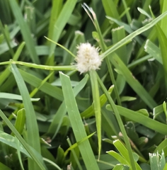 Cyperus richardii