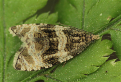Olethreutes umbrosana