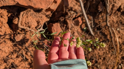 bastard toadflax (Comandra umbellata)