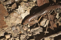Iphisa elegans