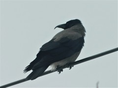 Corvus cornix