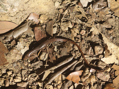 Iphisa elegans