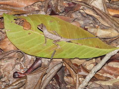 Anolis chrysolepis