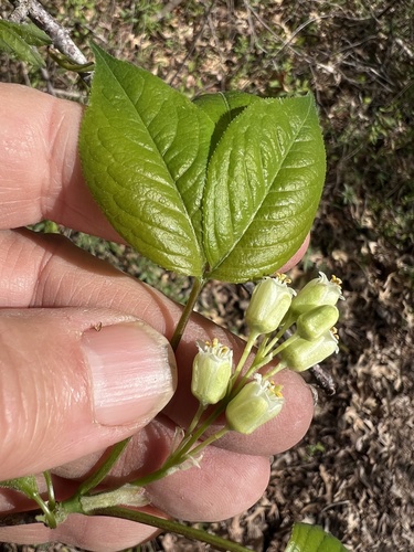 American bladdernut (Staphylea trifolia)