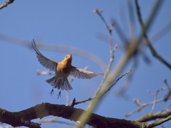 Erithacus rubecula