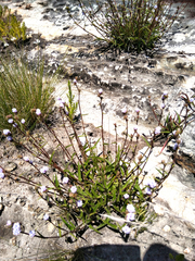 Cyanotis speciosa