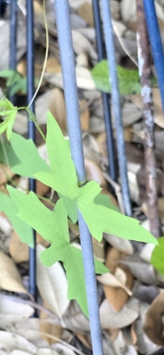 birdwing passionflower (Passiflora tenuiloba)
