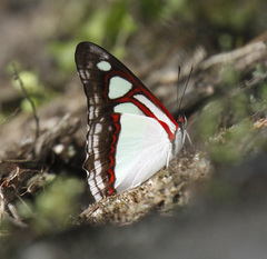 Pyrrhogyra edocla paradisea