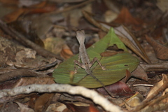 Anolis chrysolepis