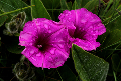 Ipomoea oblongata