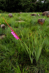 Watsonia pulchra