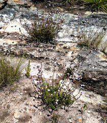 Cyanotis speciosa