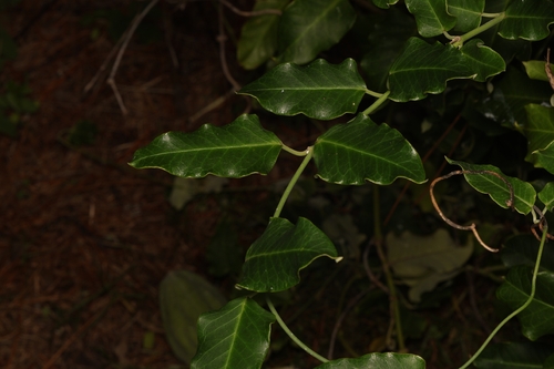 Moth Vine (Araujia sericifera)