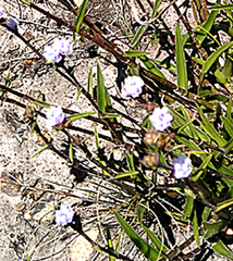 Cyanotis speciosa