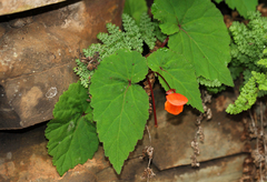Begonia sutherlandii