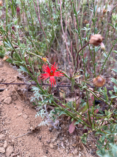 cardinal catchfly (Silene laciniata)