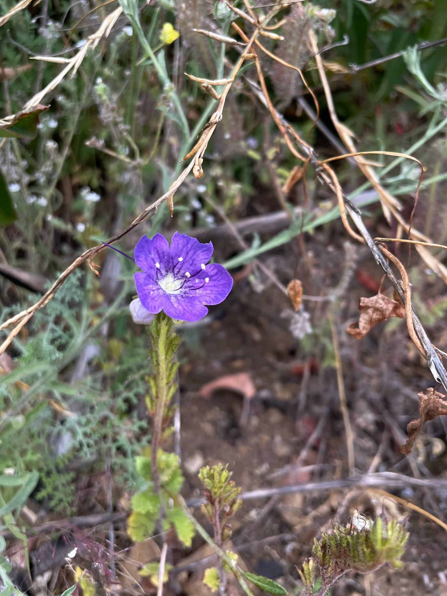 Large-Flowered Phacelia (Phacelia grandiflora)