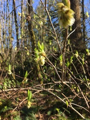 Oemleria cerasiformis