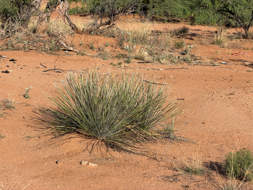 soaptree yucca (Yucca elata)
