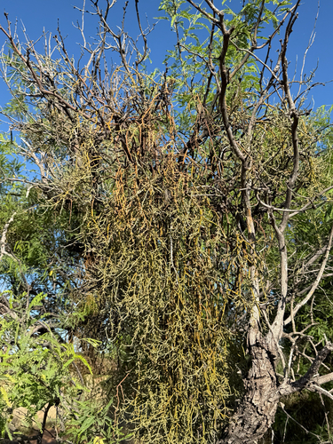 Mesquite Mistletoe (Phoradendron californicum)