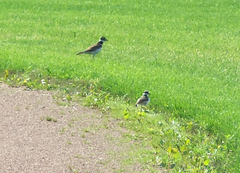 Charadrius vociferus