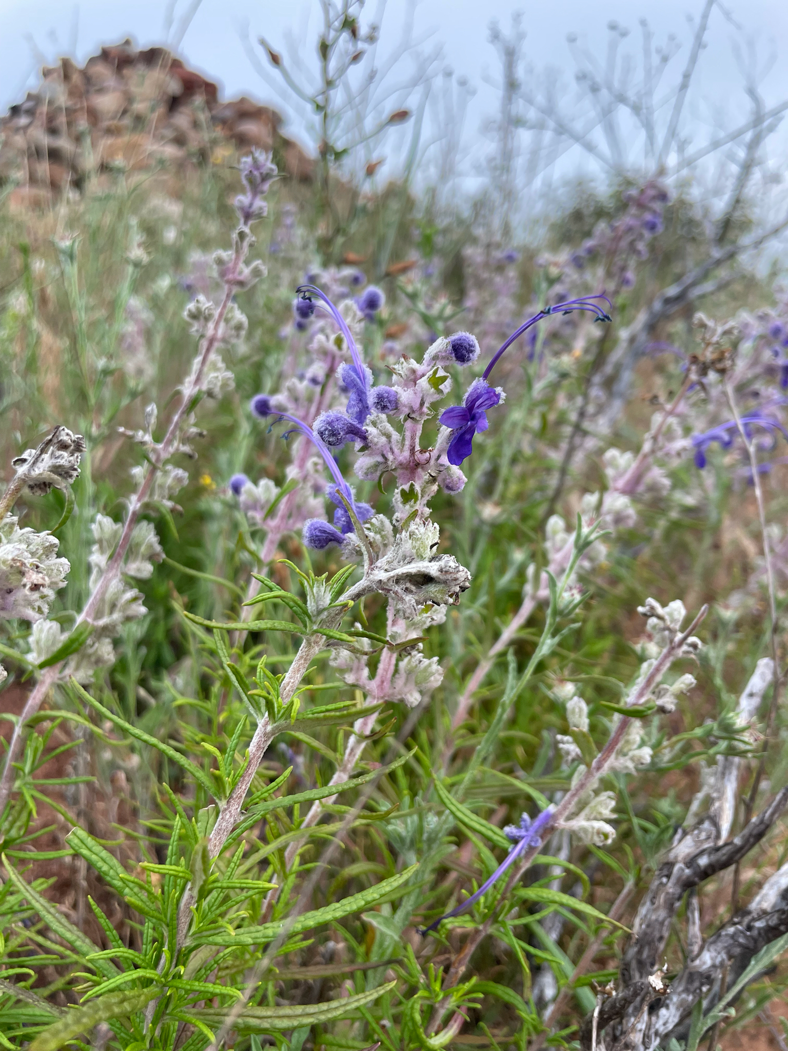 Woolly Bluecurls (Trichostema lanatum)