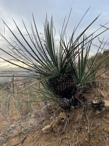 chaparral yucca (Hesperoyucca whipplei)