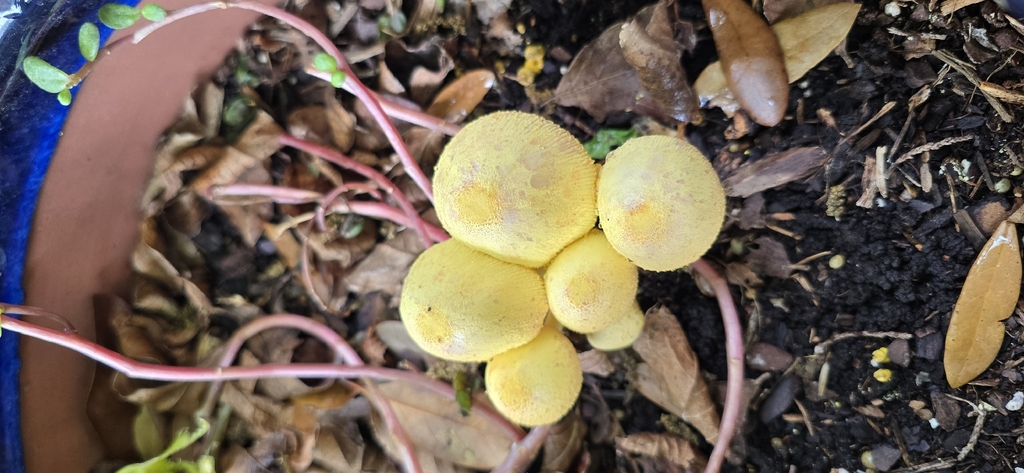 Leucocoprinus birnbaumii · April 2026 · photo: © candyroach (iNaturalist, cc0)