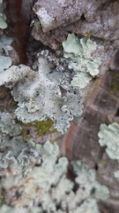 Parmotrema hypoleucinum