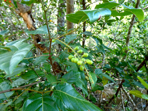 Tit-berry (Allophylus cobbe)