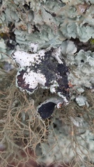 Parmotrema hypoleucinum