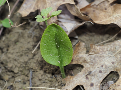 southern adder's-tongue (Ophioglossum pycnostichum)