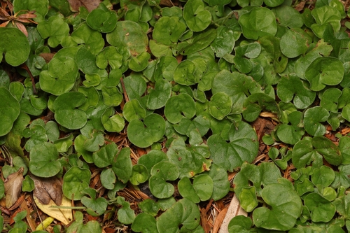kidney weed (Dichondra repens)