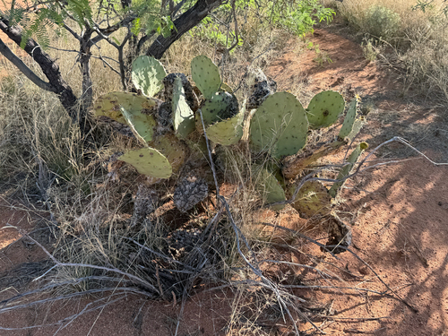 Cactus Apple (Opuntia engelmannii)