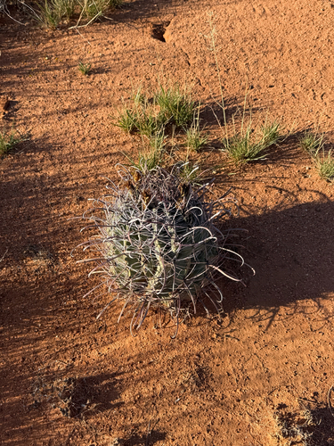 fishhook barrel cactus (Ferocactus wislizeni)
