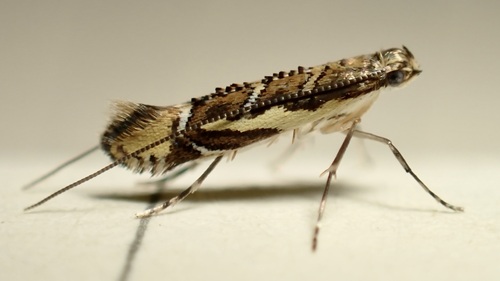 Philodoria hauicola observed 2026-03-30