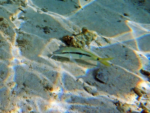 Red Sea Goatfish — seen at this dive site