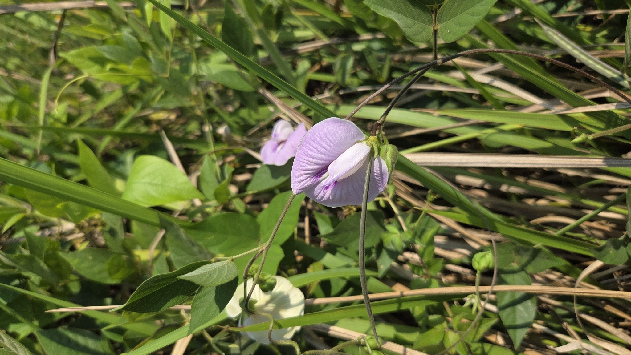 Flor De Conchitas (Centrosema pubescens)