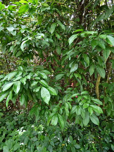 Mossman mahogany (Goniocheton arborescens)