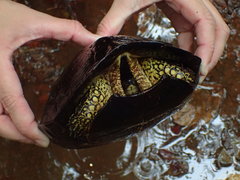 Rhinoclemmys punctularia