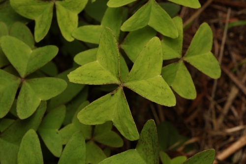 Garden pink-sorrel (Oxalis latifolia)