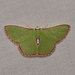 White-dotted Emerald - Photo (c) Reiner Jakubowski, some rights reserved (CC BY-SA), uploaded by Reiner Jakubowski