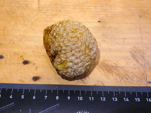 Leichhardt Pine (Nauclea orientalis)