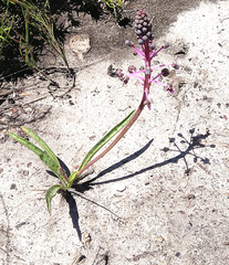 Ledebouria floribunda