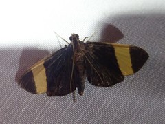 Pilocrocis xanthozonalis