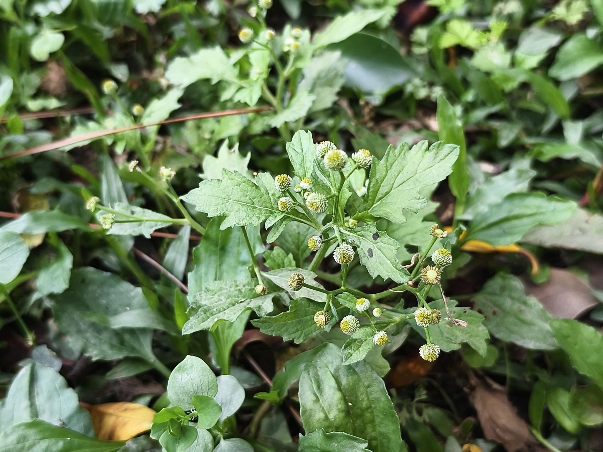 Dichrocephala Integrifolia (Dichrocephala integrifolia)