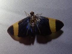 Pilocrocis xanthozonalis