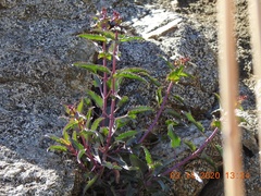 Penstemon clevelandii
