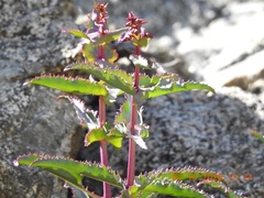 Penstemon clevelandii