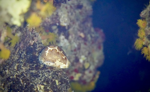 Cypraea mappa observed 2026-04-09